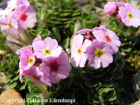 Androsace sempervivoides
